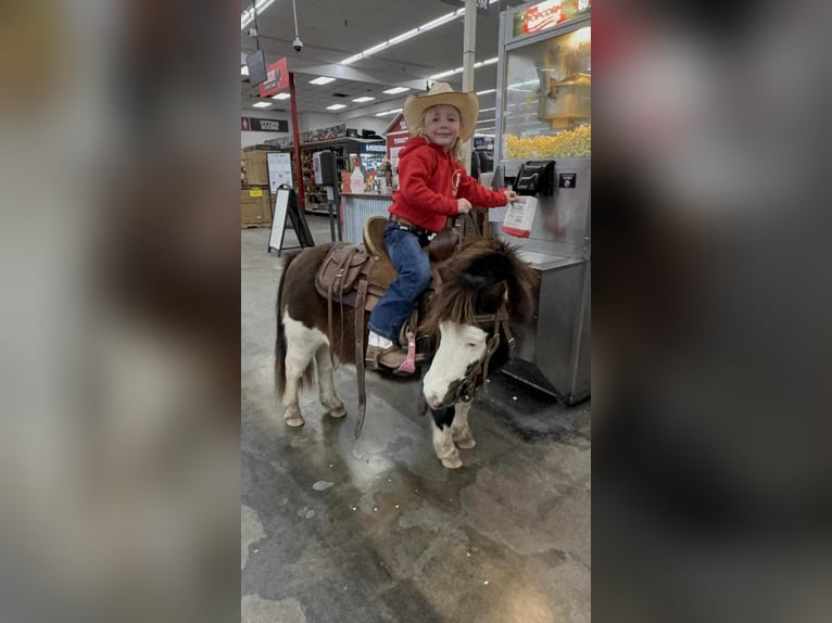 Meer ponys/kleine paarden Ruin 7 Jaar 86 cm Gevlekt-paard in Greensburg