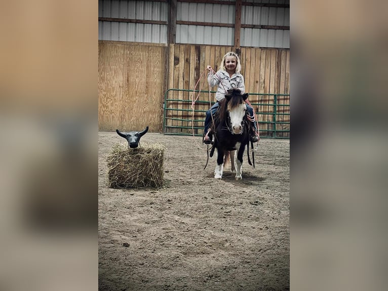 Meer ponys/kleine paarden Ruin 7 Jaar 86 cm Gevlekt-paard in Greensburg