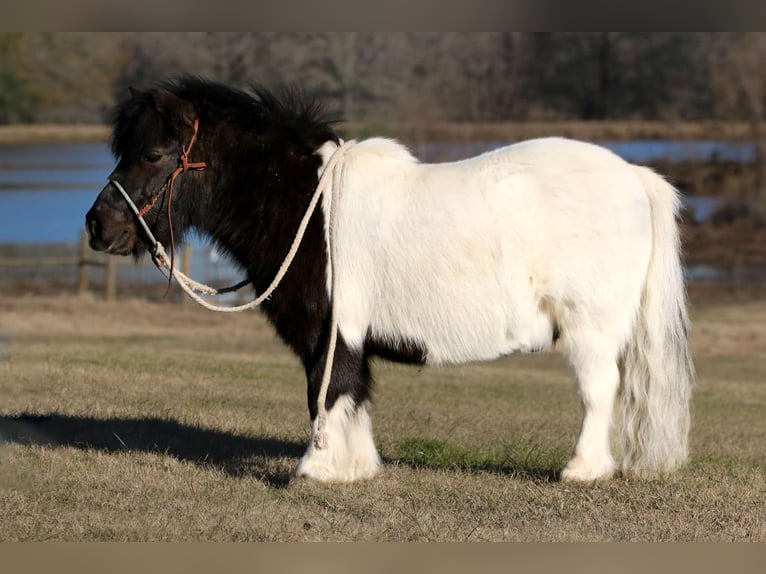 Meer ponys/kleine paarden Ruin 7 Jaar 86 cm in Carthage, TX