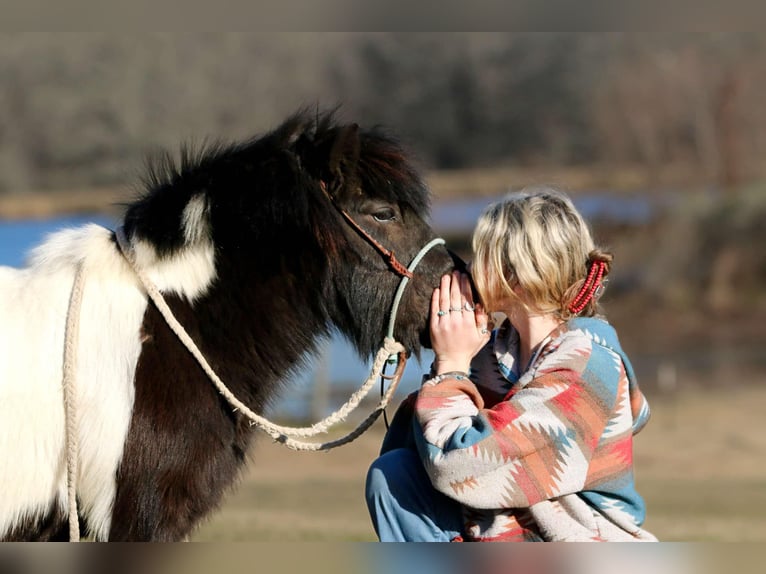 Meer ponys/kleine paarden Ruin 7 Jaar 86 cm in Carthage, TX