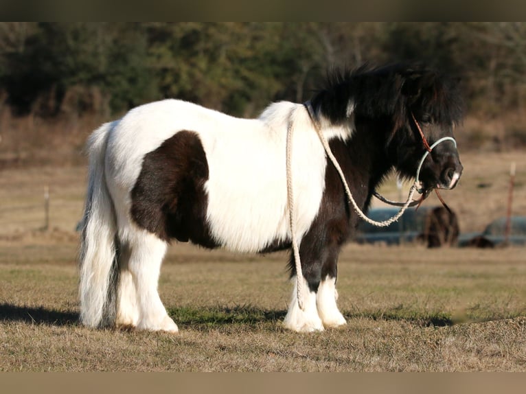 Meer ponys/kleine paarden Ruin 7 Jaar 86 cm in Carthage, TX