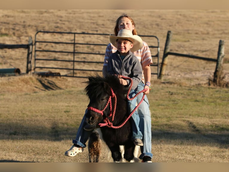 Meer ponys/kleine paarden Ruin 7 Jaar 86 cm in Carthage, TX