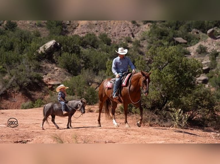 Meer ponys/kleine paarden Ruin 7 Jaar 91 cm Schimmel in Canyon, TX