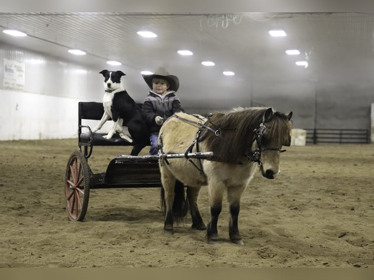 Meer ponys/kleine paarden Ruin 7 Jaar 97 cm Buckskin in Nevis, MN