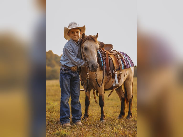 Meer ponys/kleine paarden Ruin 8 Jaar 102 cm Buckskin in Lyles, TN