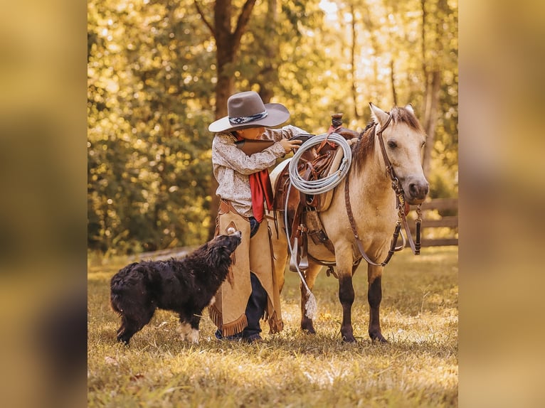 Meer ponys/kleine paarden Ruin 8 Jaar 102 cm Buckskin in Lyles, TN