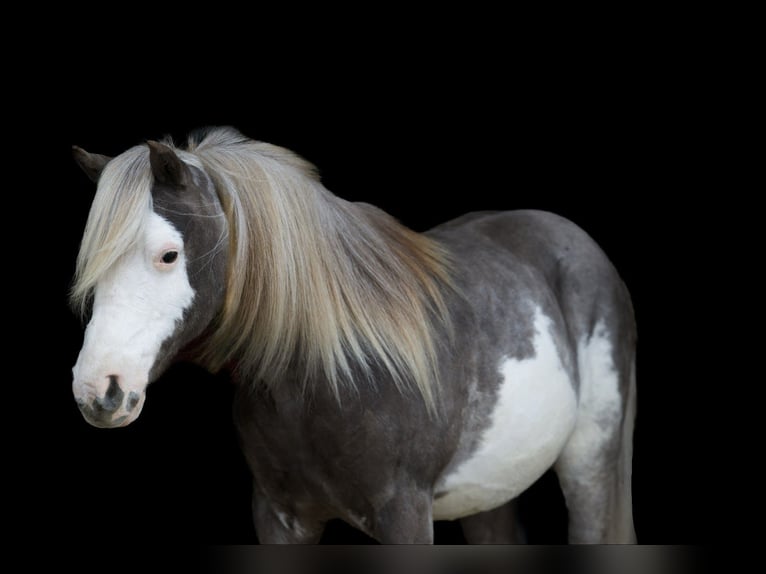 Meer ponys/kleine paarden Ruin 8 Jaar 109 cm in Marshall, MO