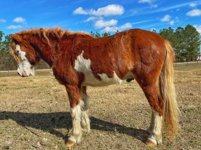 Meer ponys/kleine paarden Ruin 8 Jaar 112 cm in Millen, GA