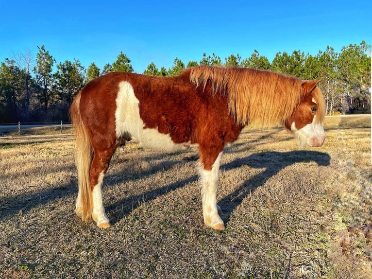 Meer ponys/kleine paarden Ruin 8 Jaar 112 cm in Millen, GA