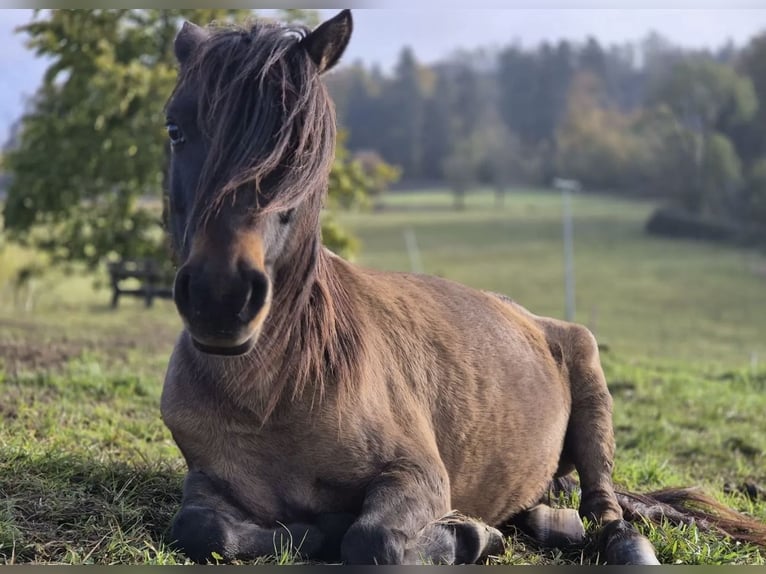 Meer ponys/kleine paarden Ruin 8 Jaar 120 cm Bruin in Wurzbach