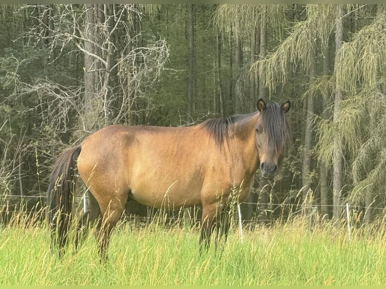 Meer ponys/kleine paarden Ruin 8 Jaar 120 cm Bruin in Wurzbach