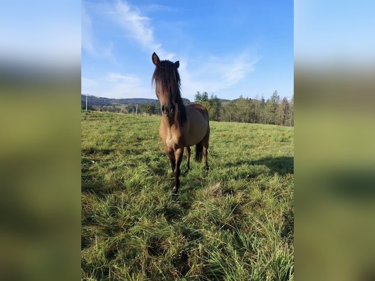 Meer ponys/kleine paarden Ruin 8 Jaar 120 cm Bruin in Wurzbach