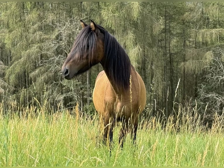 Meer ponys/kleine paarden Ruin 8 Jaar 120 cm Bruin in Wurzbach