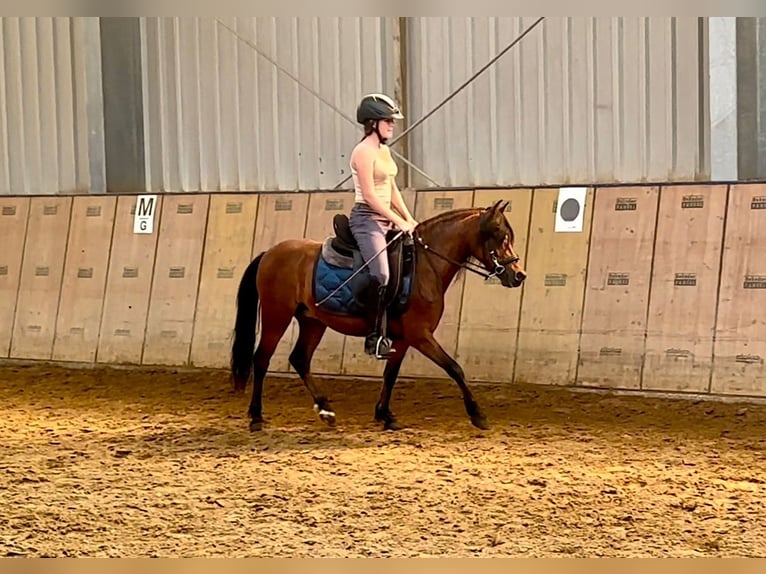 Meer ponys/kleine paarden Ruin 8 Jaar 120 cm Bruin in Neustadt (Wied)