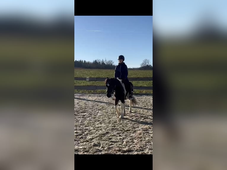 Meer ponys/kleine paarden Mix Ruin 8 Jaar 123 cm Gevlekt-paard in Eggendorf im Traunkreis