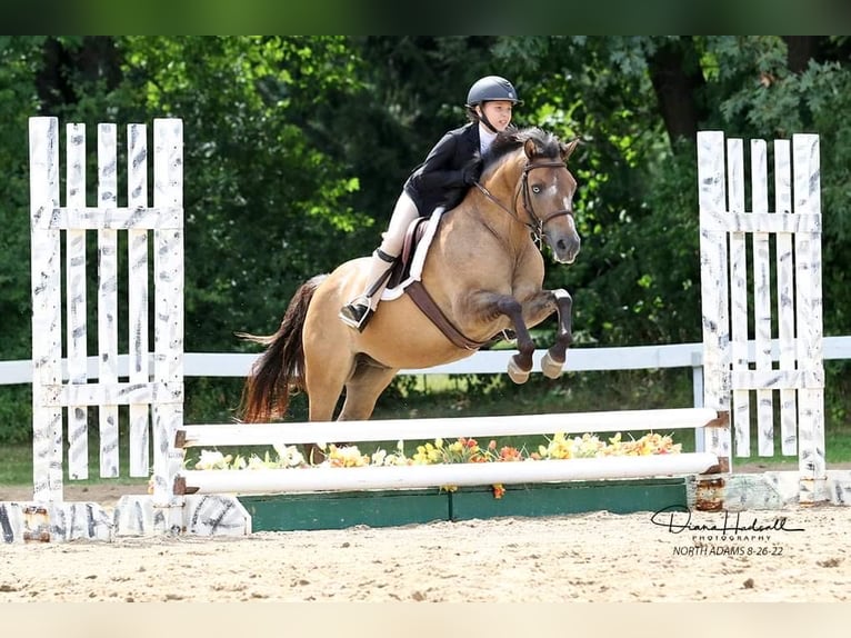 Meer ponys/kleine paarden Ruin 8 Jaar 135 cm Buckskin in Highland, MI