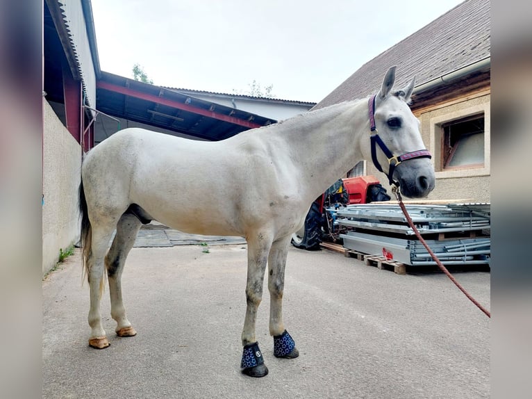 Meer ponys/kleine paarden Ruin 8 Jaar 140 cm Schimmel in Böheimkirchen