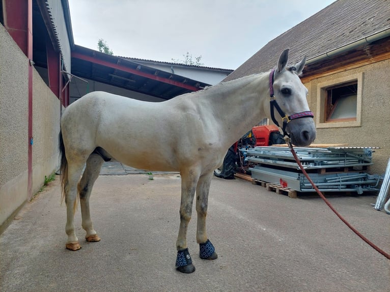 Meer ponys/kleine paarden Ruin 8 Jaar 140 cm Schimmel in Böheimkirchen