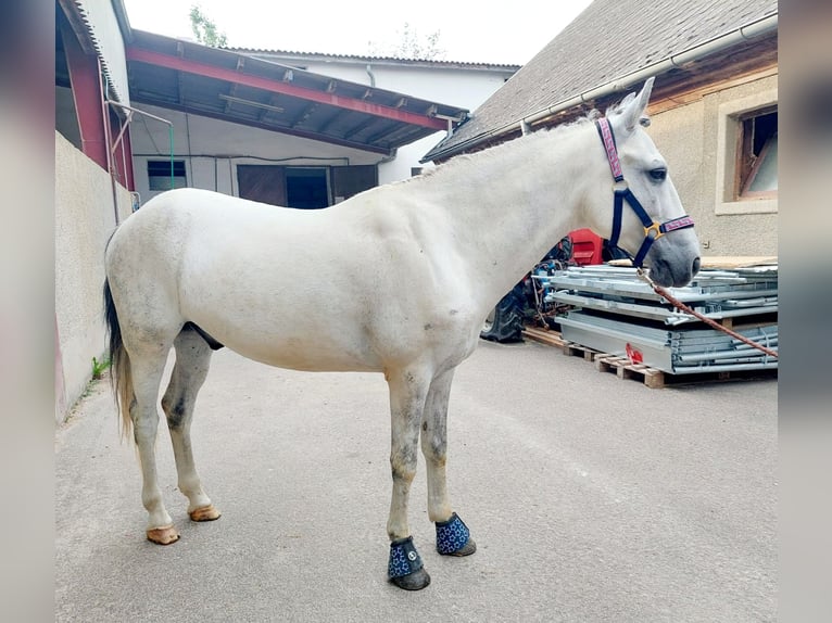 Meer ponys/kleine paarden Ruin 8 Jaar 140 cm Schimmel in Böheimkirchen