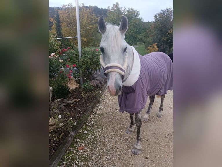 Meer ponys/kleine paarden Mix Ruin 8 Jaar 145 cm Appelschimmel in Eningen unter Achalm