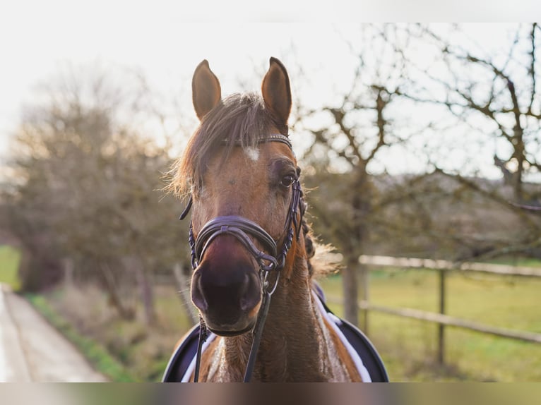 Meer ponys/kleine paarden Ruin 8 Jaar 160 cm Lichtbruin in Calden