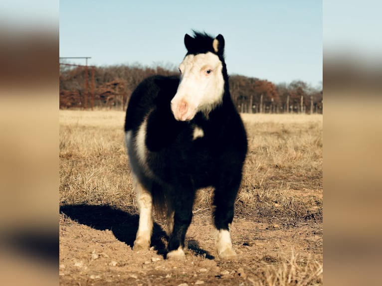 Meer ponys/kleine paarden Ruin 8 Jaar 86 cm in Cisco, TX