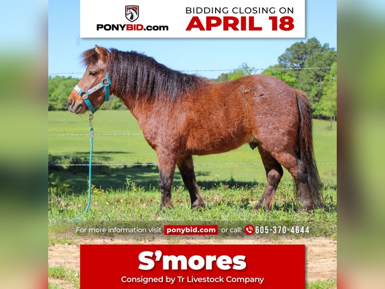 Meer ponys/kleine paarden Ruin 8 Jaar 89 cm Roan-Bay in Rusk, TX