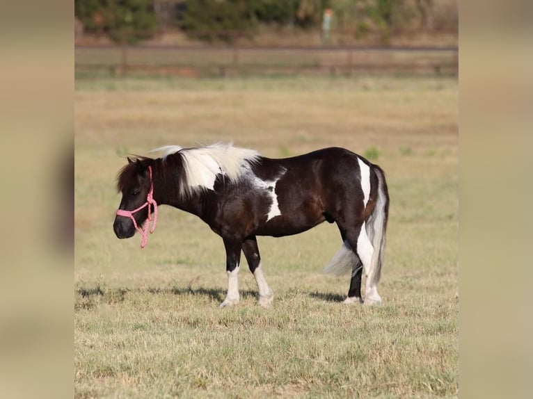 Meer ponys/kleine paarden Ruin 8 Jaar 91 cm Zwart in Joshua, TX