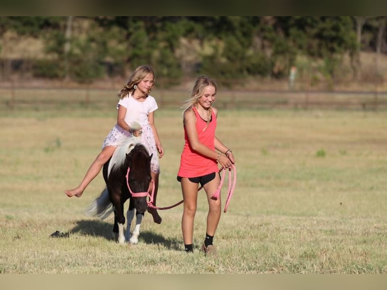 Meer ponys/kleine paarden Ruin 8 Jaar 91 cm Zwart in Joshua, TX
