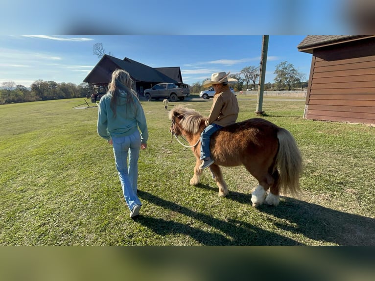 Meer ponys/kleine paarden Ruin 9 Jaar 102 cm Falbe in Carthage