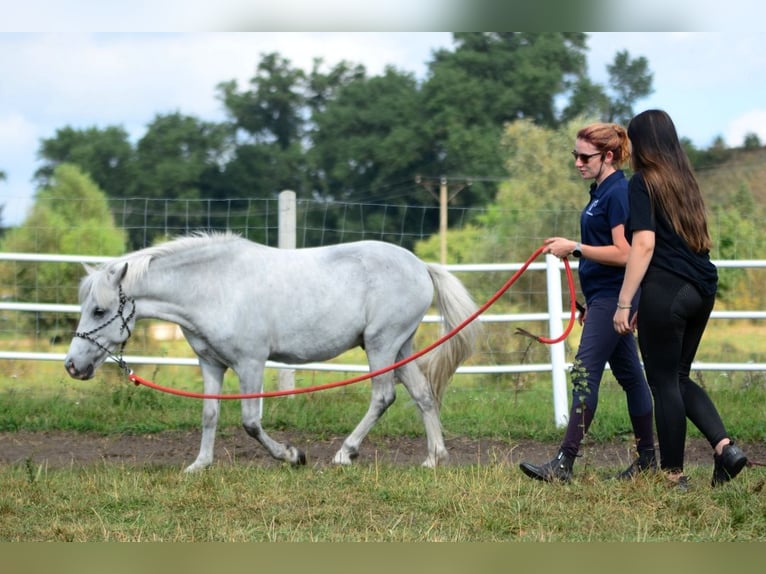 Meer ponys/kleine paarden Ruin 9 Jaar 126 cm Schimmel in Pyrzyce