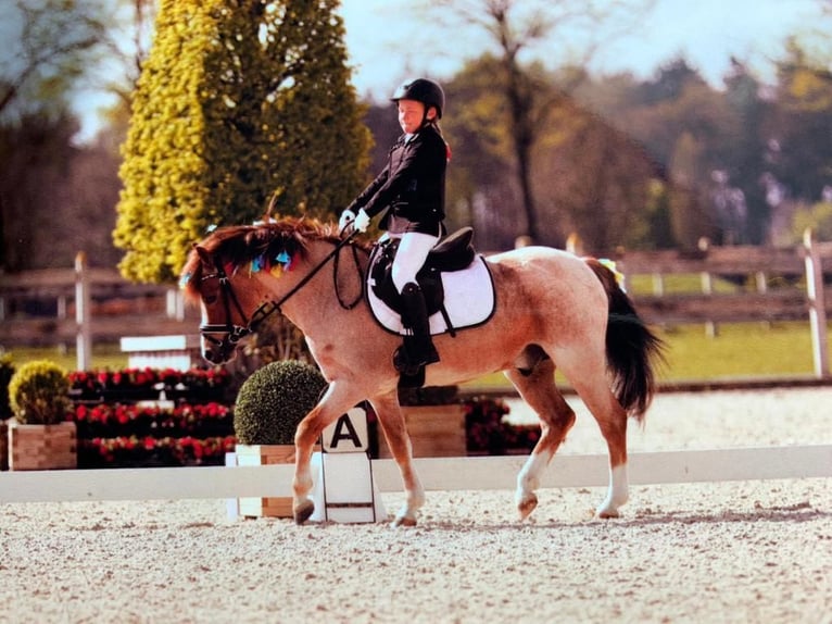 Meer ponys/kleine paarden Ruin 9 Jaar 126 cm Vos in Bladel