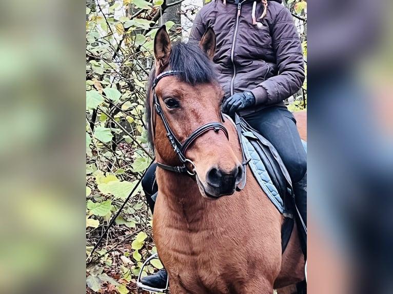 Meer ponys/kleine paarden Ruin 9 Jaar 146 cm Bruin in Ursensollen