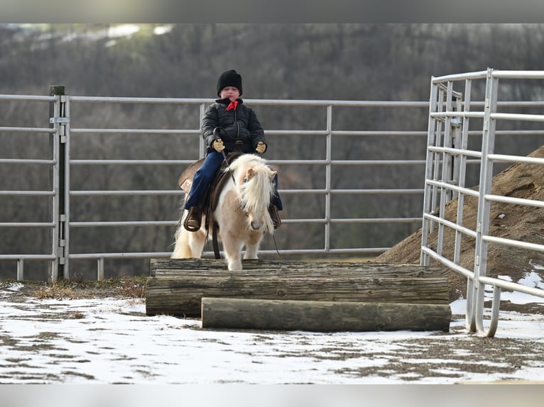 Meer ponys/kleine paarden Ruin 9 Jaar 94 cm Palomino in Fresno, OH