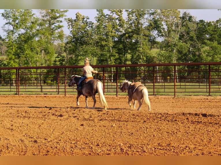 Meer ponys/kleine paarden Ruin 9 Jaar 94 cm in Rusk, TX