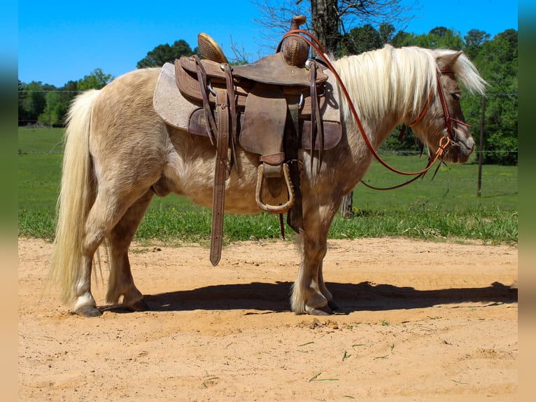 Meer ponys/kleine paarden Ruin 9 Jaar 94 cm in Rusk, TX