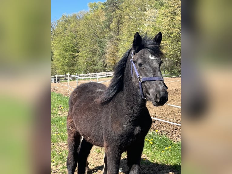 Meer ponys/kleine paarden Hengst 1 Jaar 125 cm Zwart in Ursensollen
