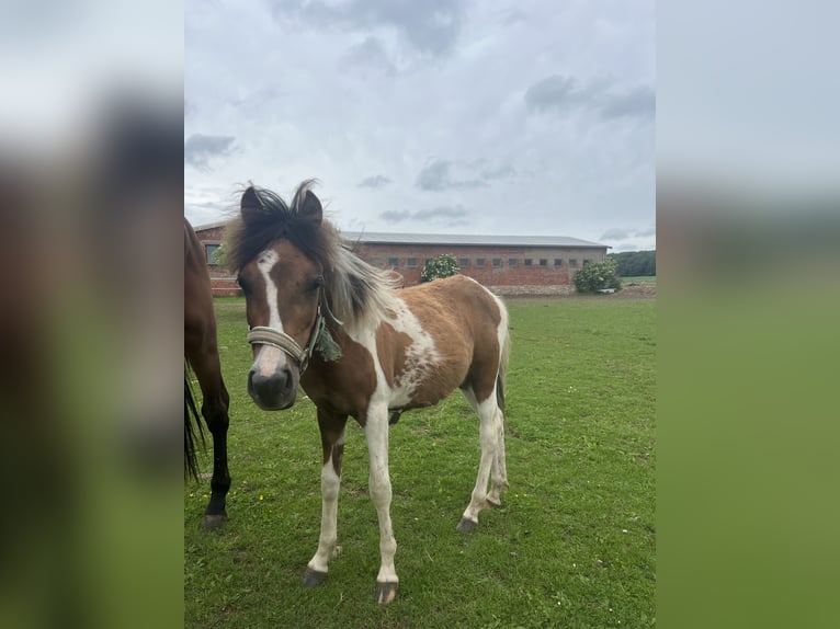 Meer ponys/kleine paarden Mix Hengst 1 Jaar 135 cm Gevlekt-paard in Kaltohmfeld