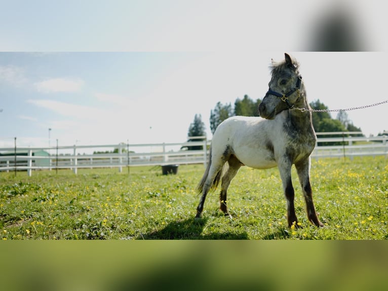 Meer ponys/kleine paarden Hengst 1 Jaar 85 cm Appaloosa in Aitrang