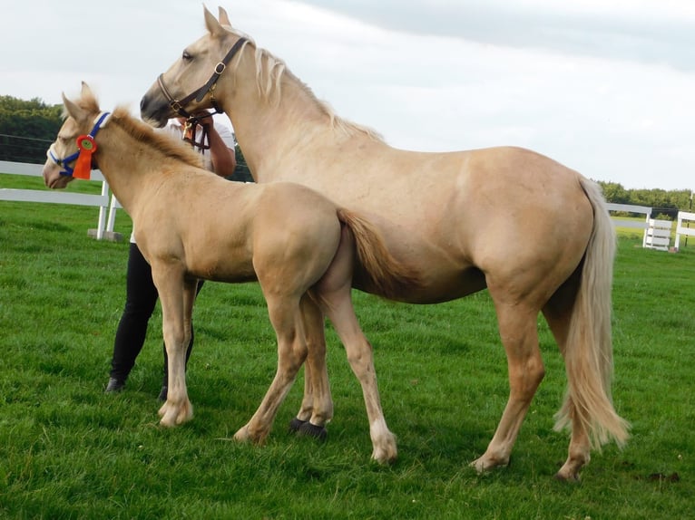 Meer ponys/kleine paarden Hengst 1 Jaar Perlino in Thandorf