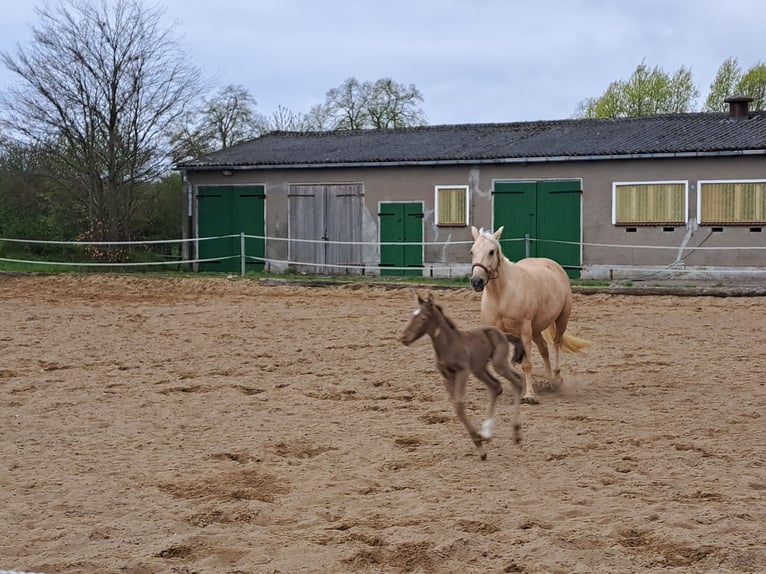 Meer ponys/kleine paarden Hengst 1 Jaar Perlino in Thandorf