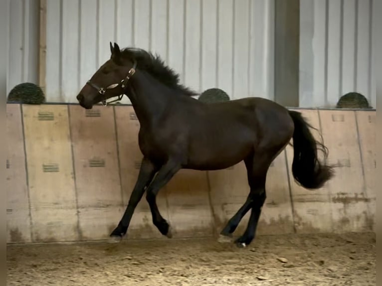 Meer ponys/kleine paarden Hengst 2 Jaar 148 cm Donkerbruin in Neustadt (Wied)