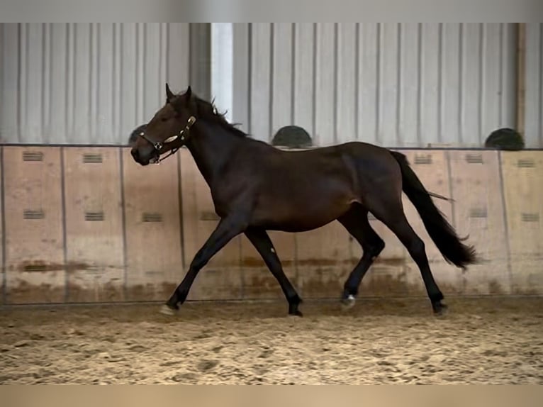 Meer ponys/kleine paarden Hengst 2 Jaar 148 cm Donkerbruin in Neustadt (Wied)