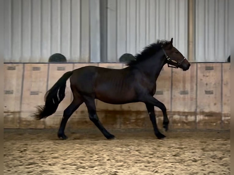 Meer ponys/kleine paarden Hengst 2 Jaar 148 cm Donkerbruin in Neustadt (Wied)