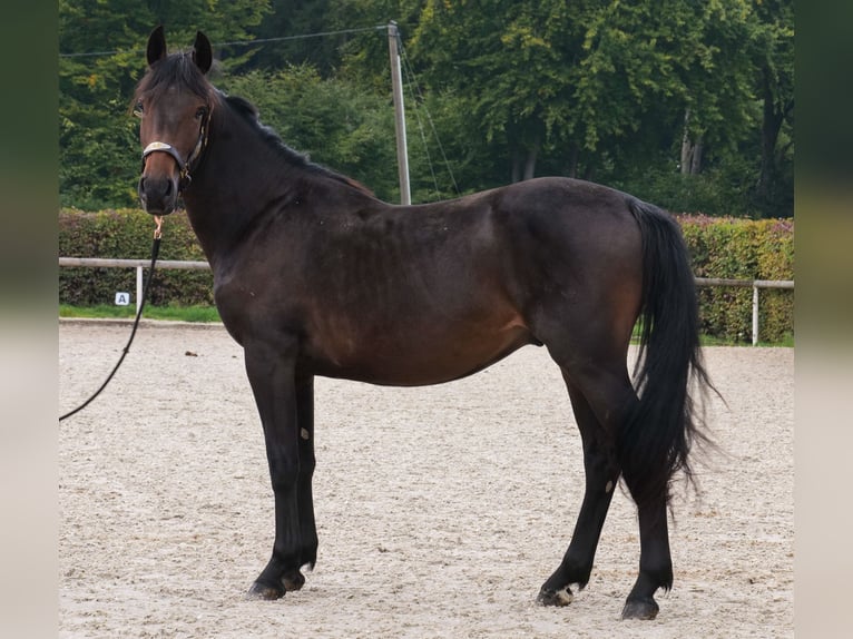 Meer ponys/kleine paarden Hengst 2 Jaar 148 cm Donkerbruin in Neustadt (Wied)