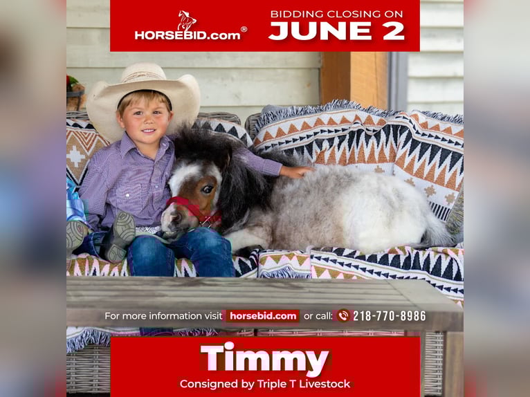 Meer ponys/kleine paarden Hengst 2 Jaar 60 cm Roan-Bay in Jamesport, MO