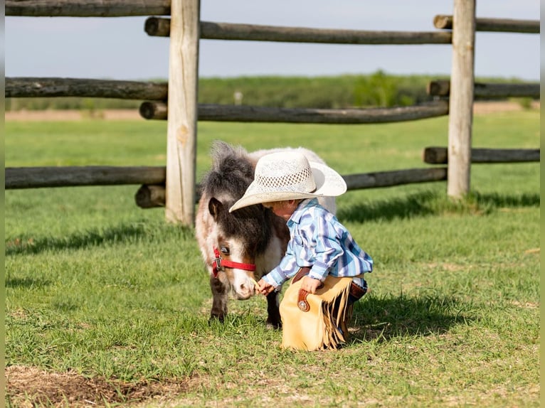 Meer ponys/kleine paarden Hengst 2 Jaar 60 cm Roan-Bay in Jamesport, MO