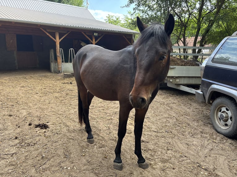 Meer ponys/kleine paarden Hengst 3 Jaar 135 cm Zwartbruin in Lajosmizse