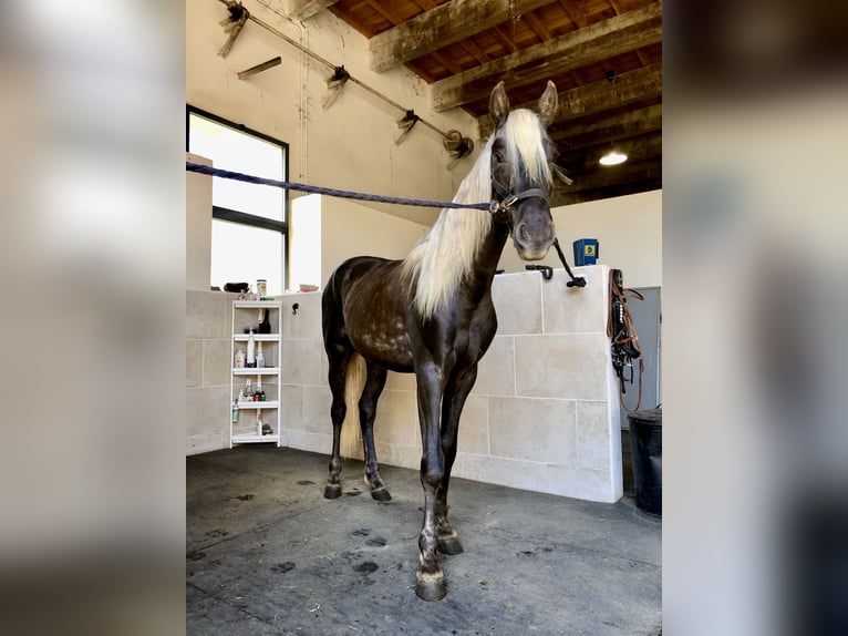 Meer ponys/kleine paarden Hengst 3 Jaar 147 cm Palomino in Générac