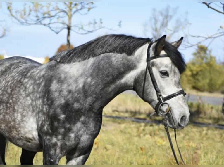 Meer ponys/kleine paarden Hengst 5 Jaar 145 cm Appelschimmel in Hódmezővásárhely Meer ponys/kleine paarden Hengst 5 Jaar 145 cm Appelschimmel in Hódmezővásárhely